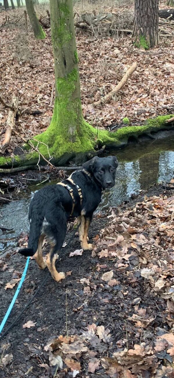 Karo in 91091 Grossenseebach  - vermittelt – Bild 3