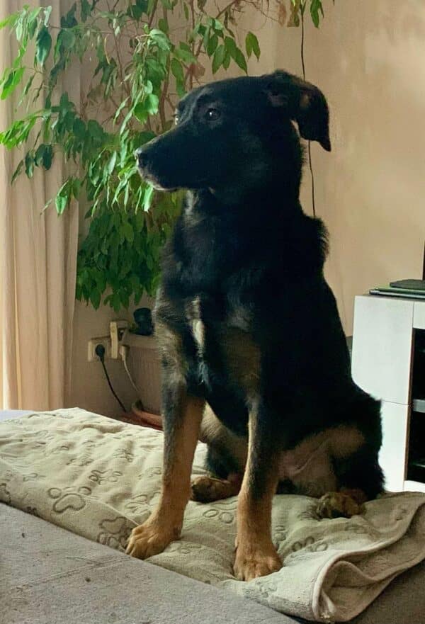 Karo in 91091 Grossenseebach  - vermittelt – Bild 6