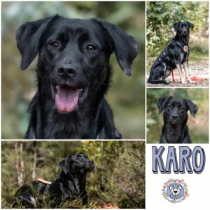 Karo in 91091 Grossenseebach  - vermittelt