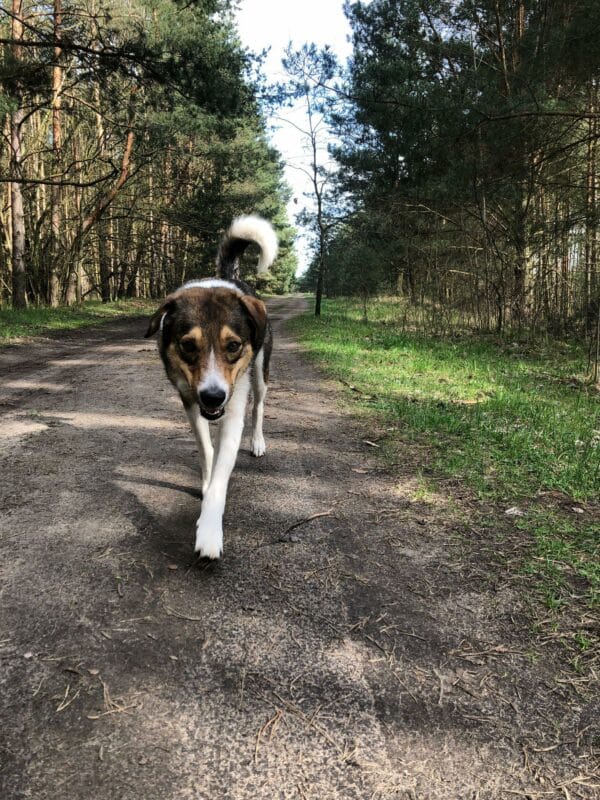 Keno in 10317 Berlin - vermittelt – Bild 11