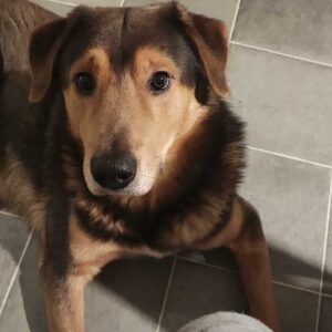 Tokasi in 46399 Bocholt - vermittelt