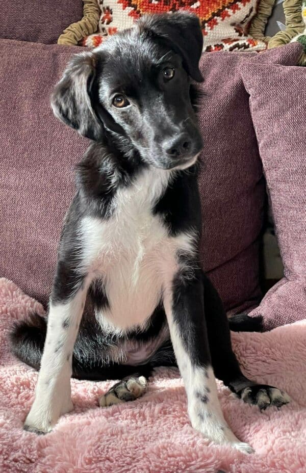Mabelle in 31246 Ilsede *vermittelt* – Bild 2