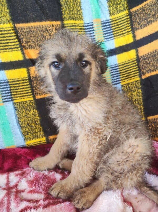SALLIE - reserviert TH Lingen - vermittelt – Bild 3