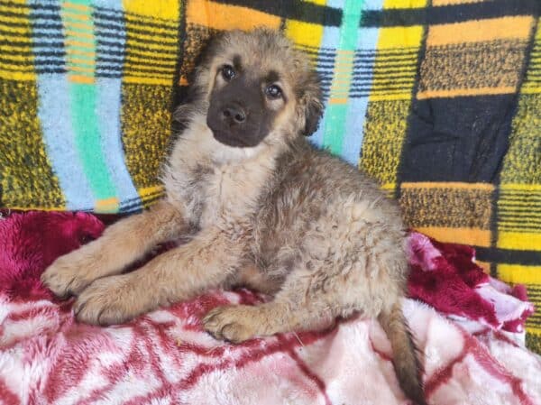 SALLIE - reserviert TH Lingen - vermittelt – Bild 5