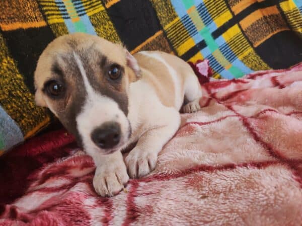 SUNNY - reserviert Alexandra - vermittelt – Bild 4