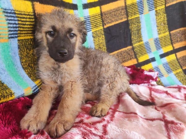 SALLIE - reserviert TH Lingen - vermittelt – Bild 4