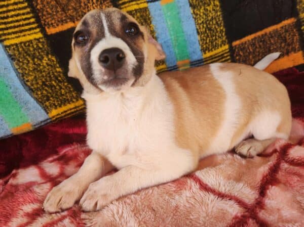 SUNNY - reserviert Alexandra - vermittelt – Bild 5