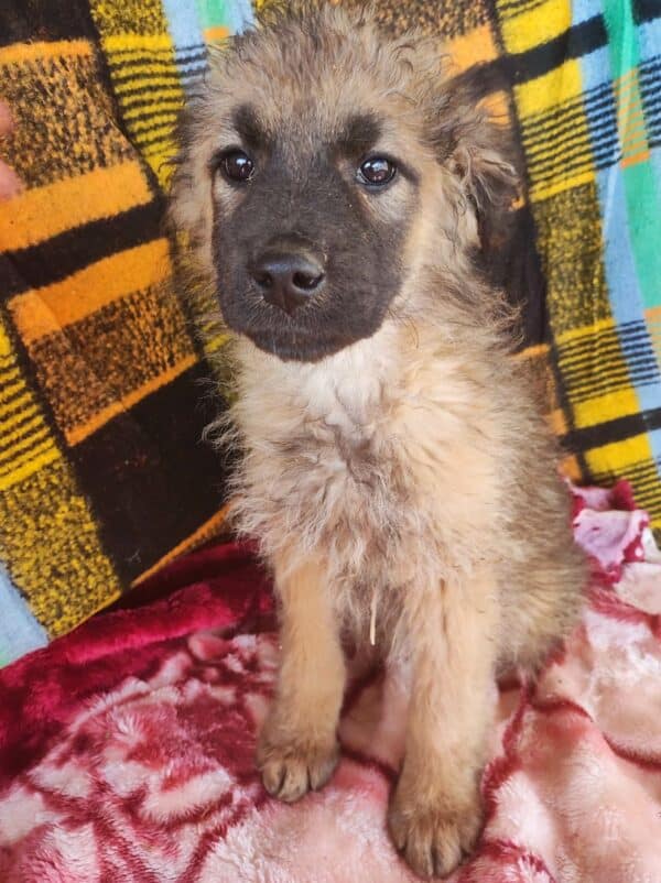 SALLIE - reserviert TH Lingen - vermittelt – Bild 7