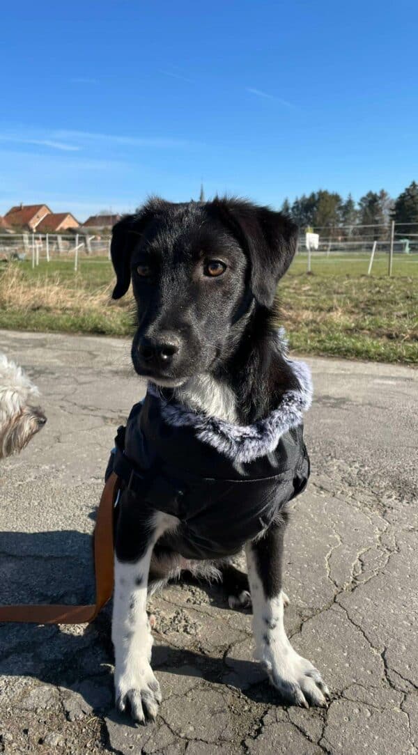 Mabelle in 31246 Ilsede *vermittelt* – Bild 7