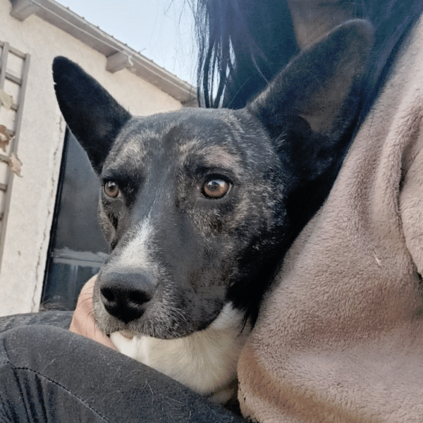 ROMICA - in Rumänien vermittelt 06/24 (Kopie)