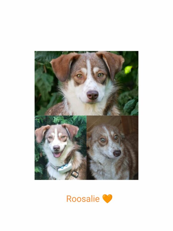 ROOSALIE (♀) in 21493 Möhnsen  - vermittelt – Bild 7
