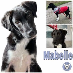Mabelle in 31246 Ilsede *vermittelt*