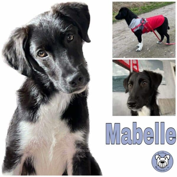 Mabelle in 31246 Ilsede *vermittelt*