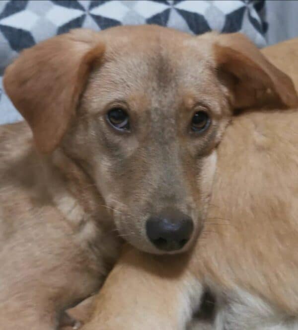 Lotti in 34474 Diemelstadt (ehm. Liu) - vermittelt – Bild 7