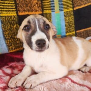 SUNNY - reserviert Alexandra - vermittelt