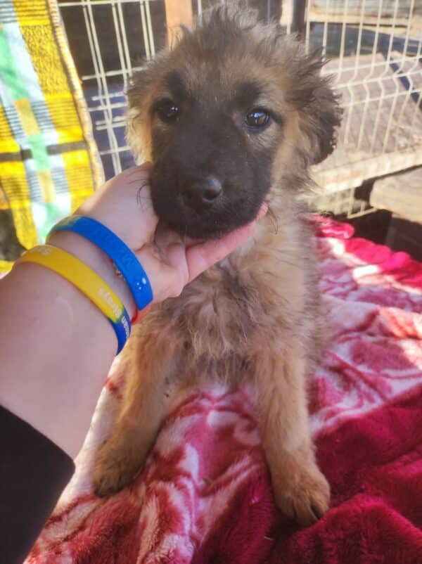 SALLIE - reserviert TH Lingen - vermittelt – Bild 6