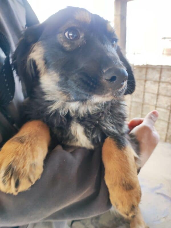 PENNY - reserviert JW - vermittelt – Bild 2