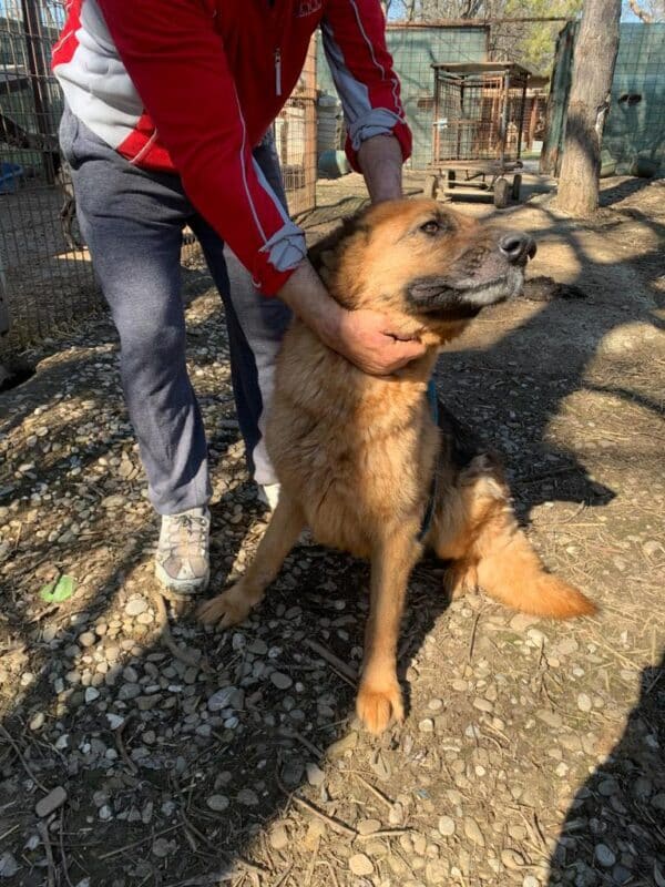 RIANA - Notfall - Schäfi-Oma in schlechtem Allgemeinzustand - ausgereist zur Tierhilfe Lebenswert – Bild 8