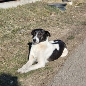 RONJA - in Rumänien vermittelt 06/24