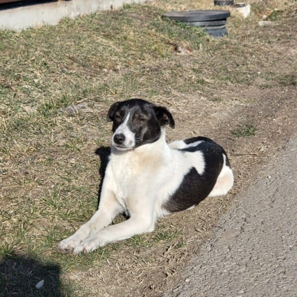 RONJA - in Rumänien vermittelt 06/24