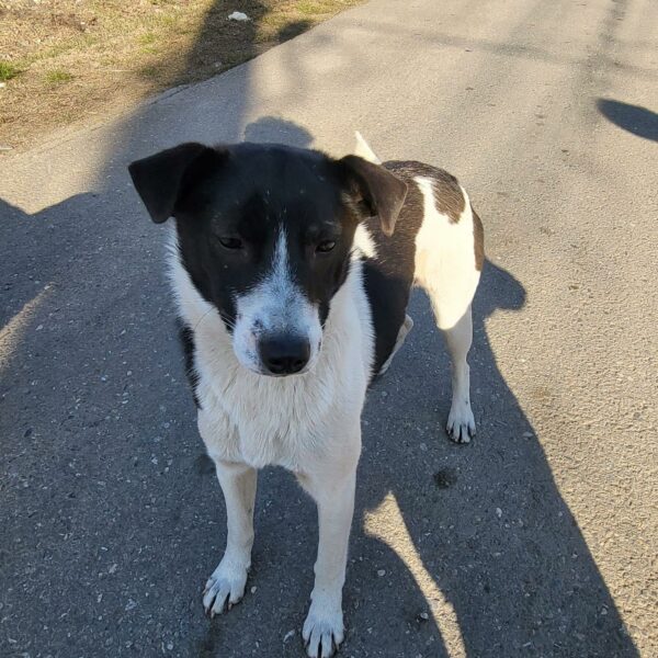 RONJA - in Rumänien vermittelt 06/24 – Bild 4