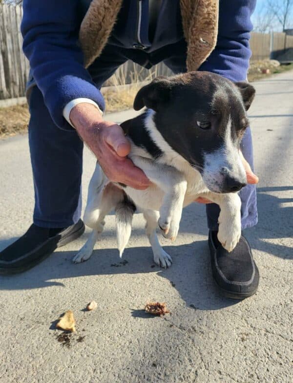 RONJA - in Rumänien vermittelt 06/24 – Bild 3