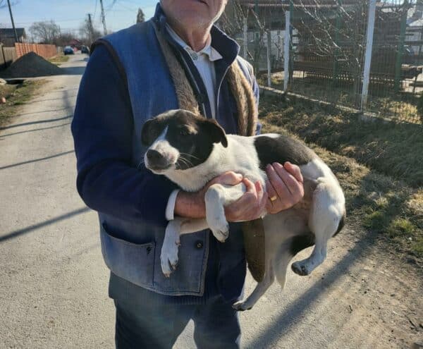 RONJA - in Rumänien vermittelt 06/24 – Bild 2