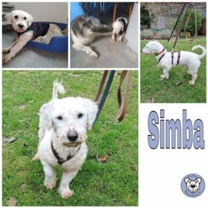 Simba in 31832 Springe *vermittelt*