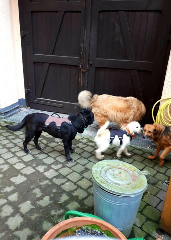 Senia in 56130 Bad Ems *vermittelt* – Bild 11
