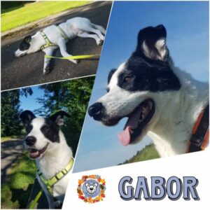 Gabor in 31303 Burgdorf - vermittelt