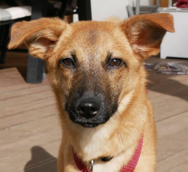 CHLOE in 21493 Möhnsen *vermittelt* – Bild 17