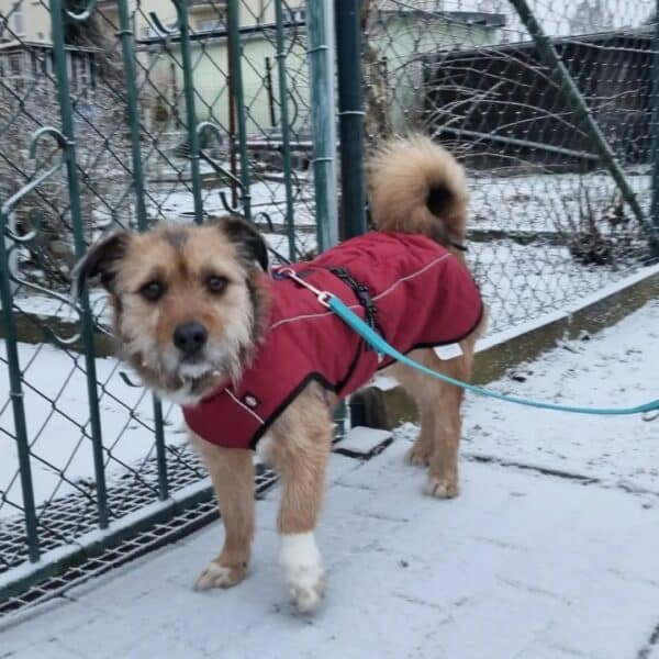 Axel in 06618 Naumburg *vermittelt* – Bild 9