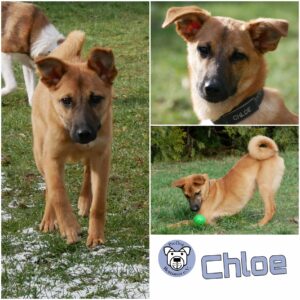 CHLOE in 21493 Möhnsen *vermittelt*
