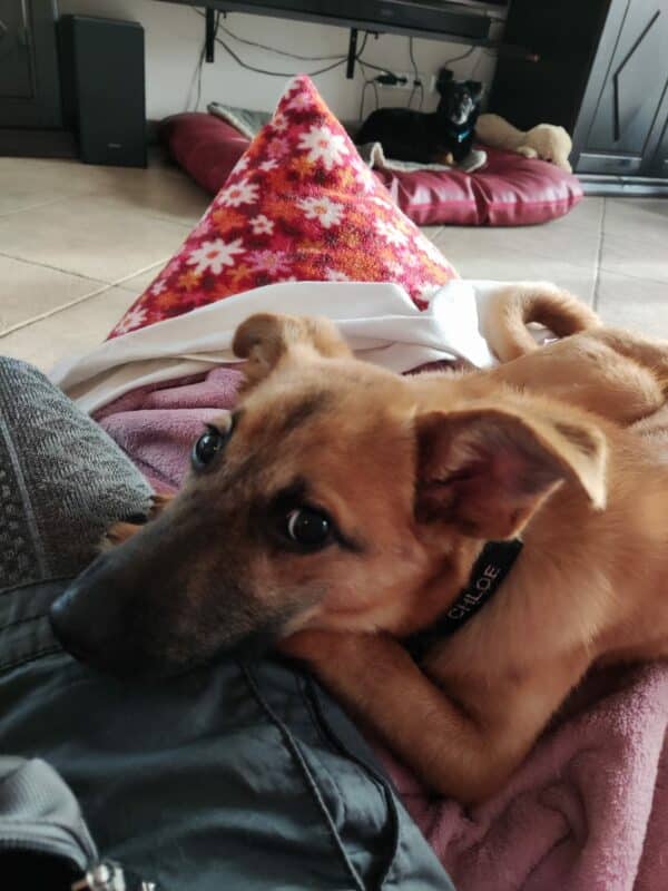 CHLOE in 21493 Möhnsen *vermittelt* – Bild 4