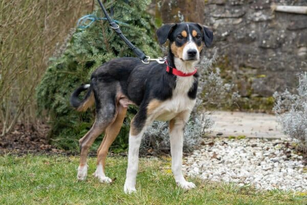 Ilyas in 75378 Bad Liebenzell - vermittelt – Bild 5