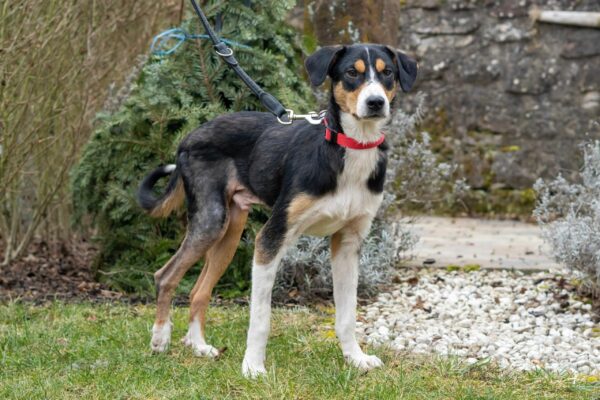 Ilyas in 75378 Bad Liebenzell - vermittelt – Bild 5