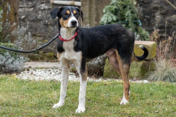 Ilyas in 75378 Bad Liebenzell - vermittelt – Bild 7