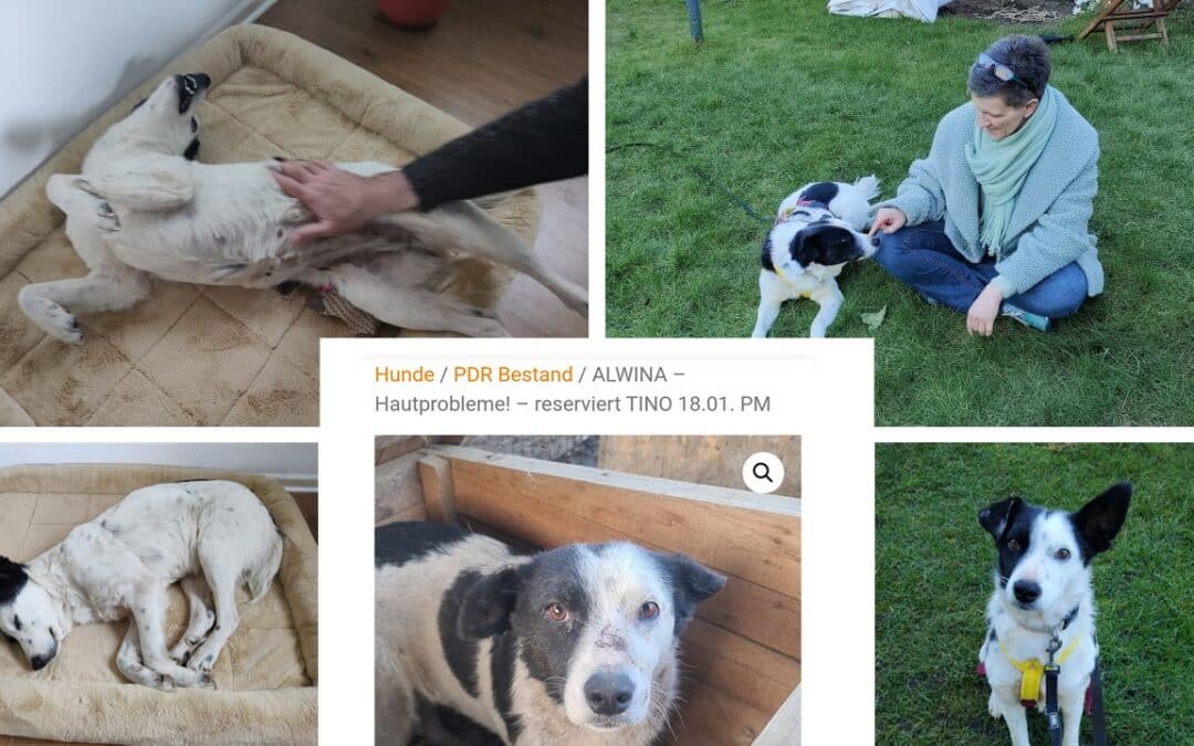 Alwinas Geschichte: Vom Patenhund zum Herzenshund ❤️🐾