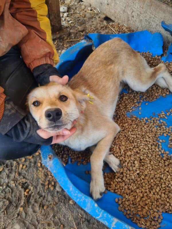 ANNIKA - reserviert Tierhilfe Lebenswert DR – Bild 2
