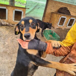 FORTUNA - vermisst 01/2024