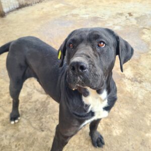 FORTUNATA - vermisst 11/24