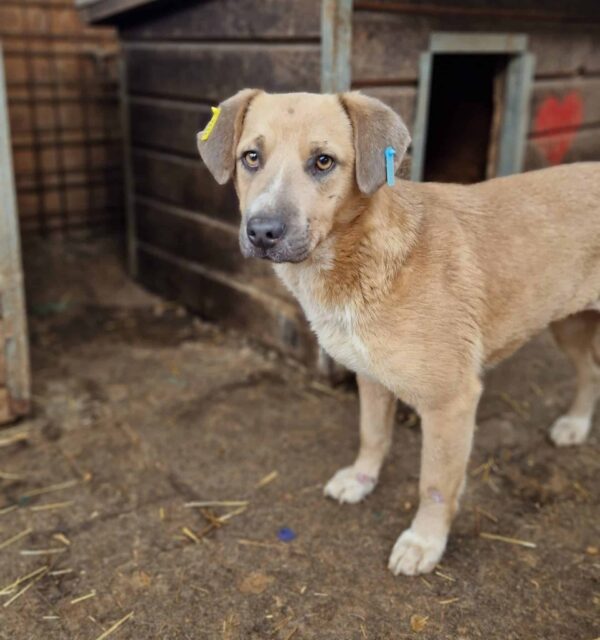 FRAYA (♀) - starke Hautprobleme - ausgereist zum Tierschutzverein Angsthund (AT) – Bild 4