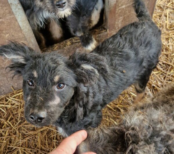 LAWA - beginnende Hautprobleme - reserviert Kinder- und Tierschutzhof Hahnenberg e.V. - vermittelt