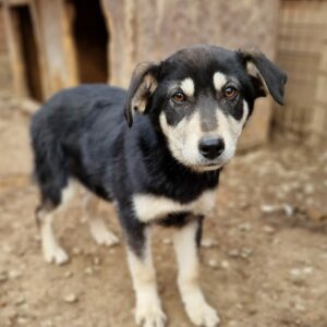 DUNYA - reserviert für Tierhilfe Lebenswert DR - vermittelt