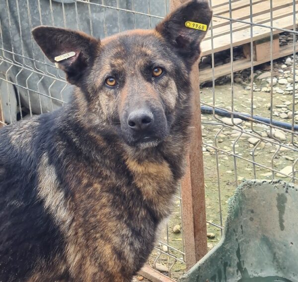 KASCHKA (♀) – Bild 6