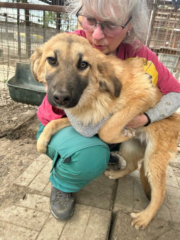 QARI - ausgereist zur Hundescheune Fläming – Bild 6