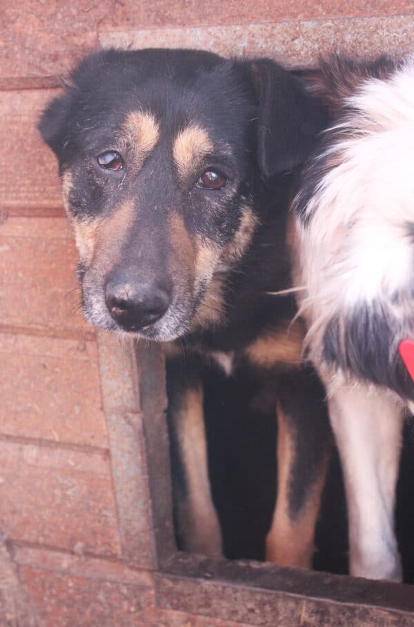 NELL (♀) - vermittelt NH – Bild 13