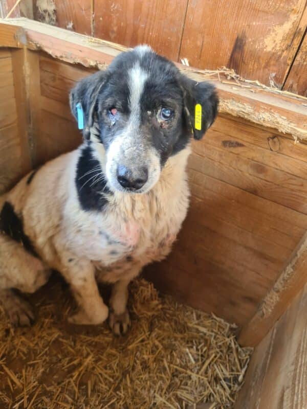NORA - Notfall-Oma - auf PDR PS als Gnadenplatzhund gereist
