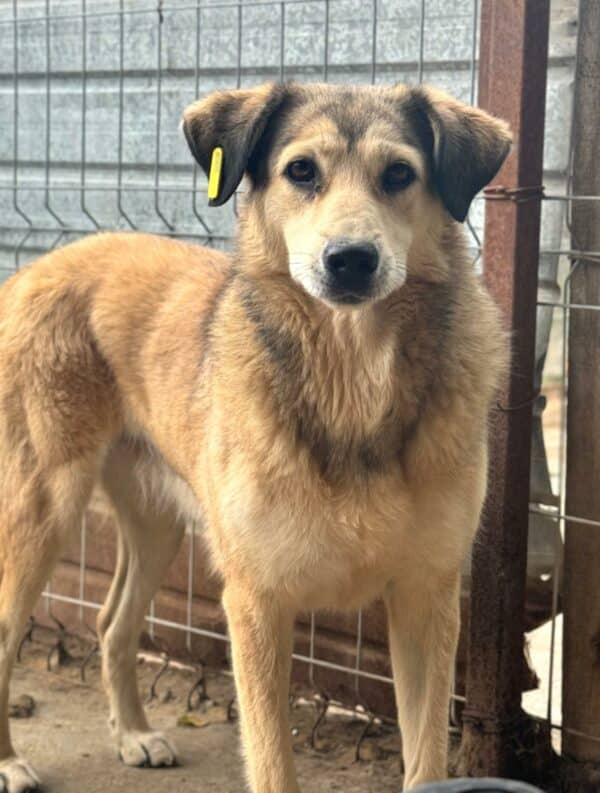 GOLDY (♀) – Bild 5