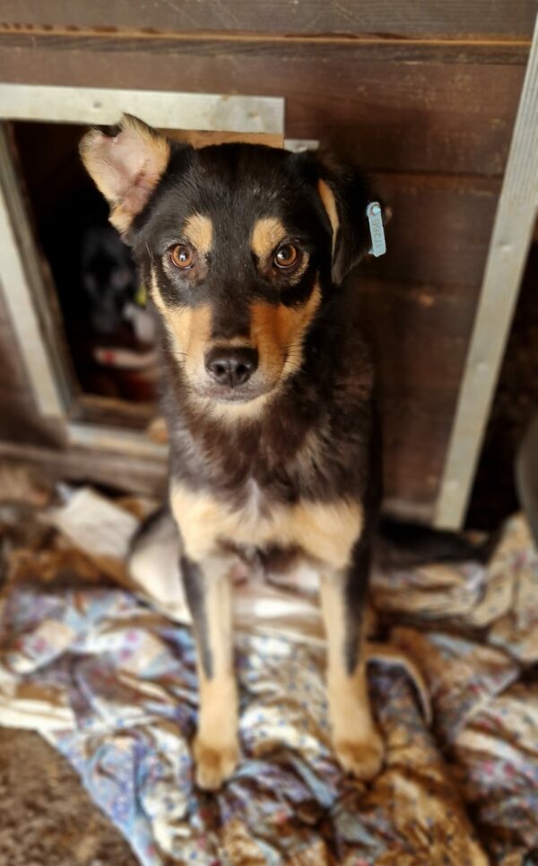 BASTIAN (♂) – Bild 6